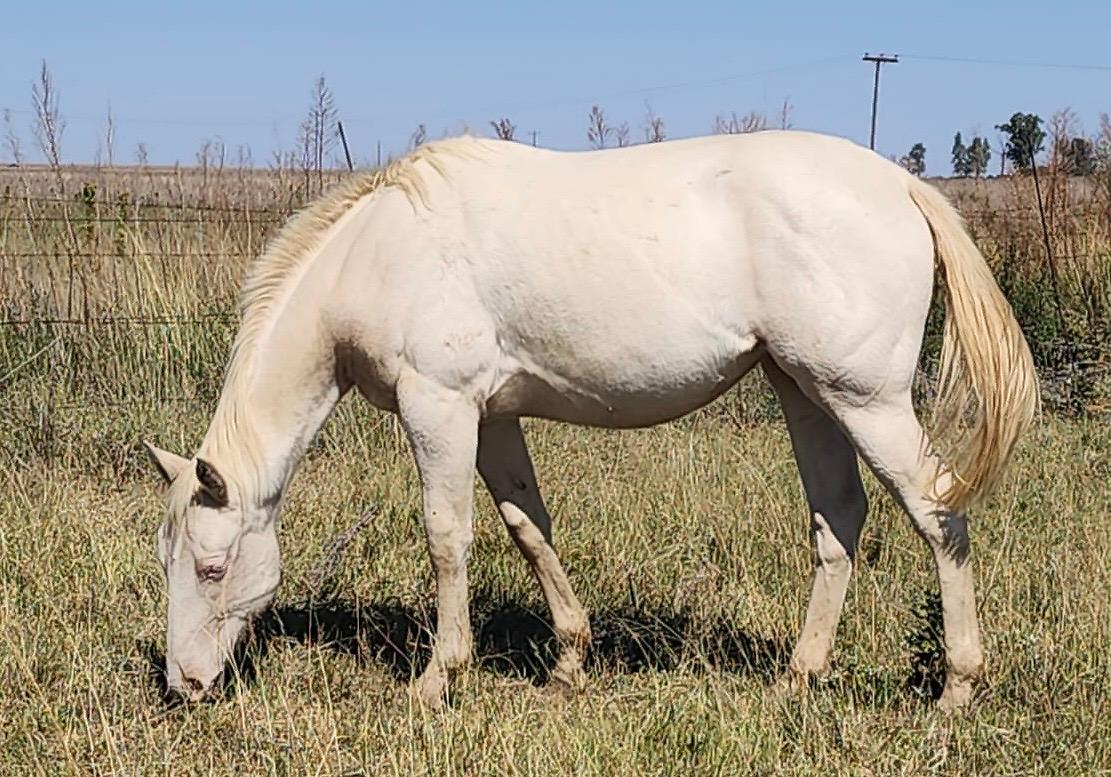 Blue Sky Pocco's Coco